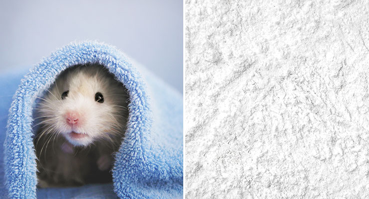 Dust Bath For Hamsters: Good Or Bad?