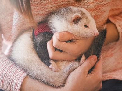 Ferrets As Pets: What To Consider Before Getting A Ferret