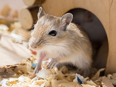 Do Gerbils Make Good Pets? - Pros and Cons of Owning a Gerbil
