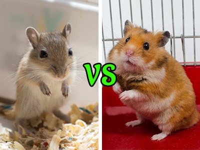 Gerbils vs. Hamsters: Which Make Better Pets?