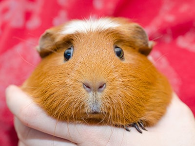Guinea Pigs as Pets - Pros and Cons