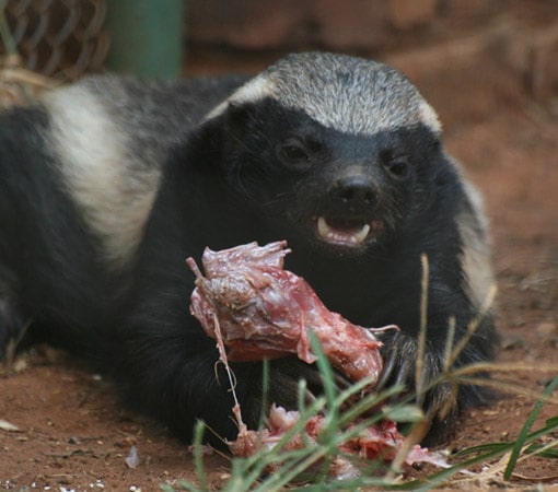 Honey Badger Eating Meat