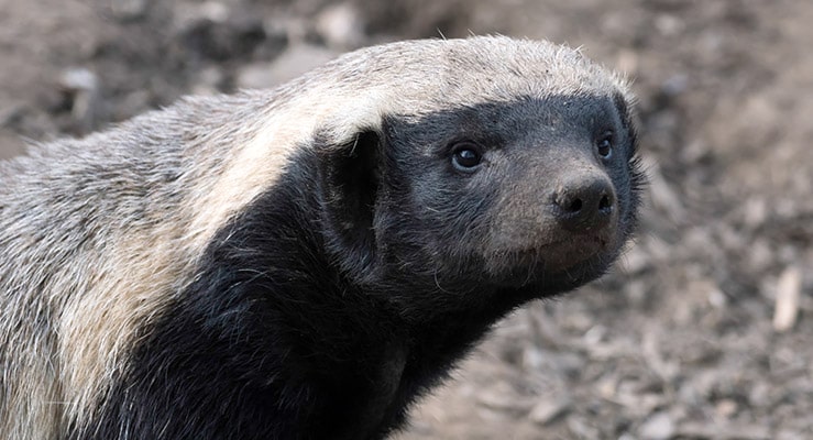 Honey Badgers As Pets - Can Honey Badgers Be Good Family Pets?