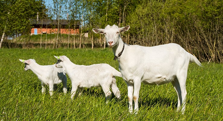 How Soon Can A Goat Get Pregnant After Giving Birth?
