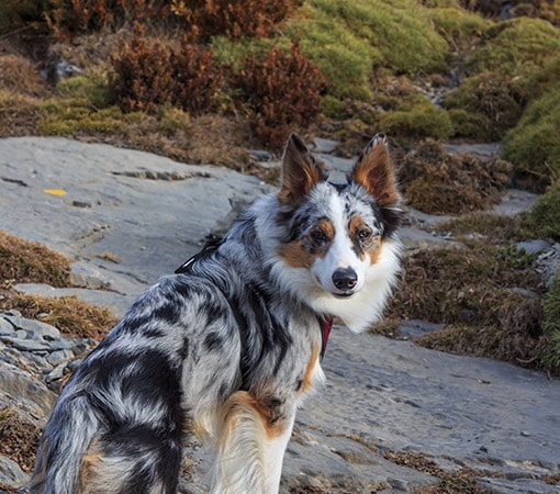 Multicolor Border Collie In Mountains