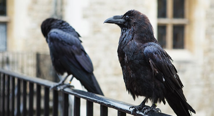 Ravens And Crows As Pets - Can They Make Good Pets?