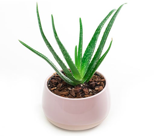 Aloe Vera