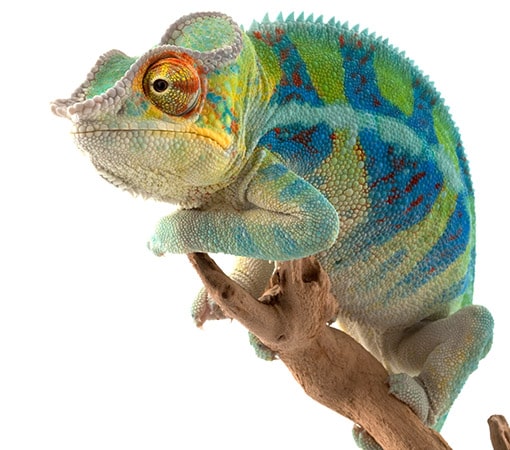 Ambanja Panther Chameleon Colors