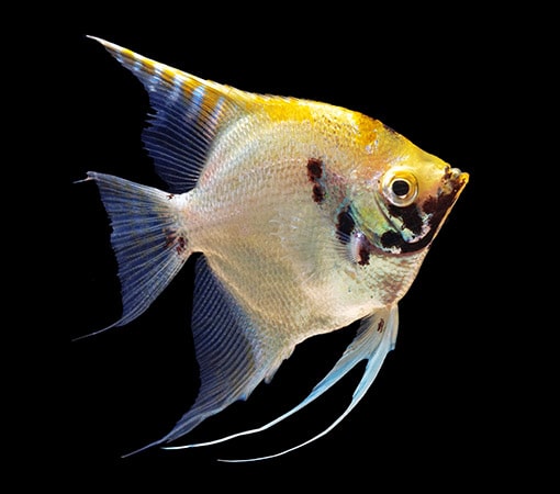 Angelfish