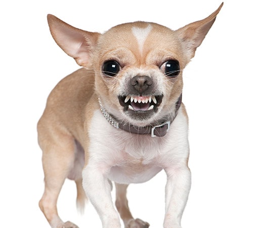 Angry Chihuahua Exposing Its Teeth
