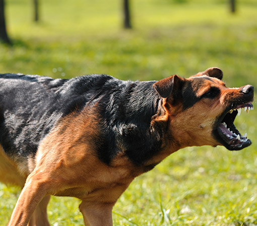 Angry Dog With Raised Fur On Its Back