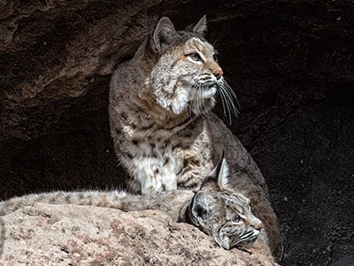 Are Bobcats Dangerous To Humans, Children, And Pets?