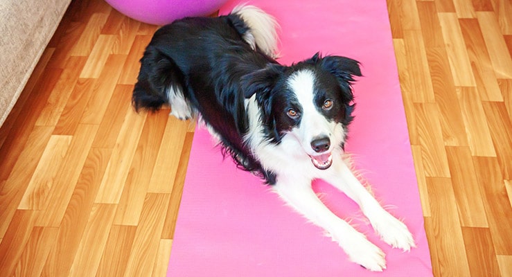 Are Border Collies Good Apartment Dogs?