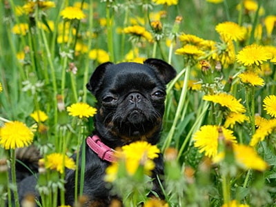 Are Dandelions Poisonous to Dogs?