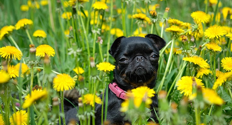 Are Dandelions Poisonous to Dogs?