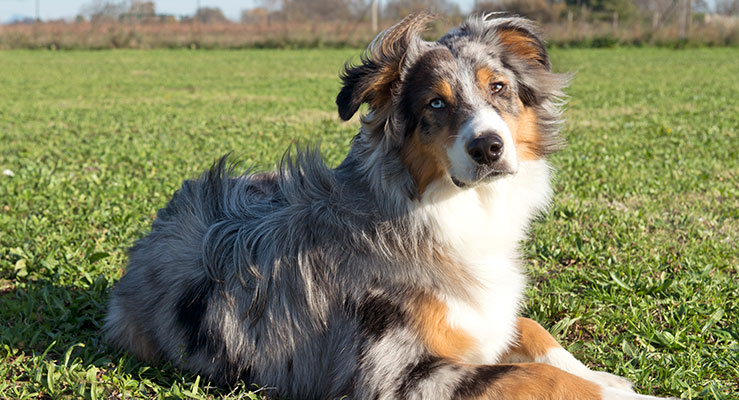 Australian Shepherds