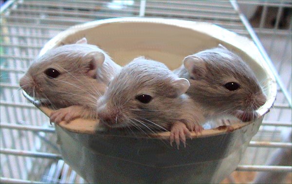 Baby Gerbils