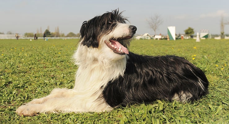 Bearded Collie