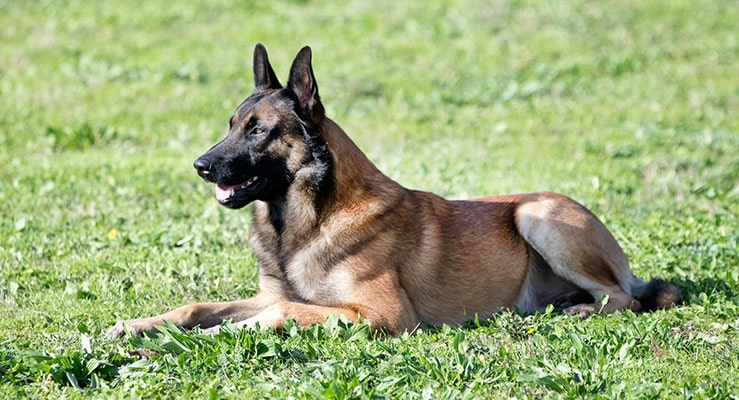 Belgian Sheepdog