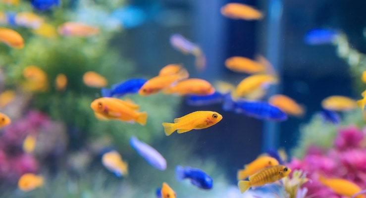 7 Best Fish Species to Have as Pets For Beginners