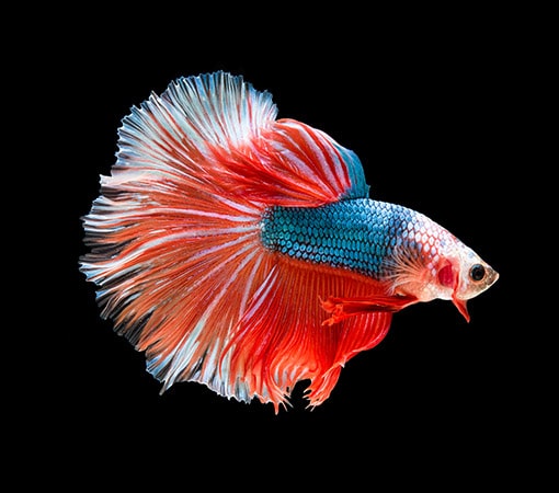 Betta Fish