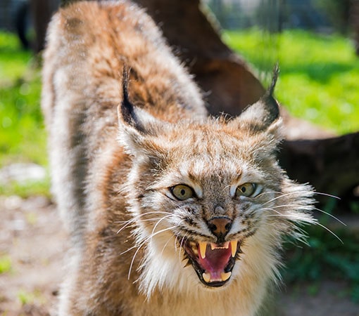 56++ Bobcat kitten attack Funniest Cats Ever