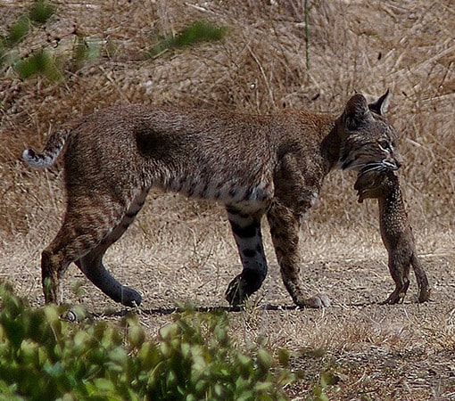 Bobcat Hunting Squirrel