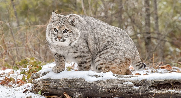 Bobcat Screaming At Night