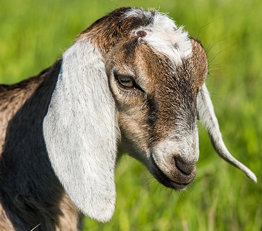 Boer Goat No Beard