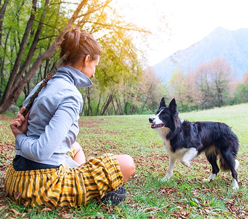 Border Collie Playing With Owner