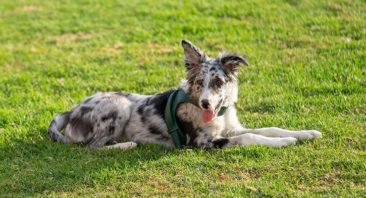 which dog breed is used for rounding up sheep