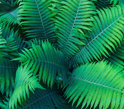 Boston Fern