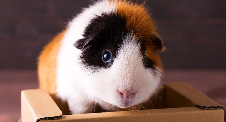 Can Guinea Pigs Eat Cardboard?