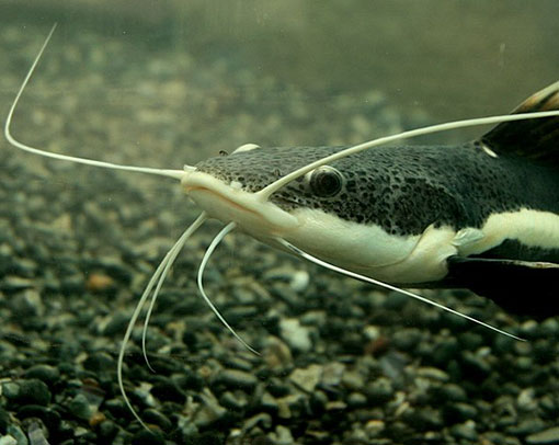 Catfish Whiskers