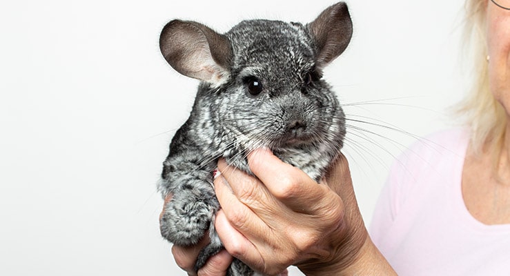 Chinchillas as Pets: Pros & Cons of Owning Chinchillas