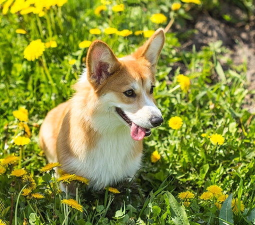 Corgi Dog Sitting In The grass And Dandelions