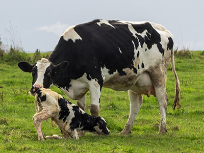 Cow Gestation: Length, Stages, And Everything You Need To Know