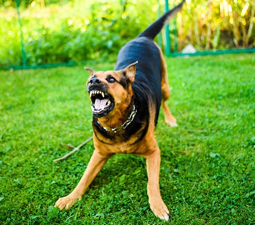 Crouched Dog Ready To Attack