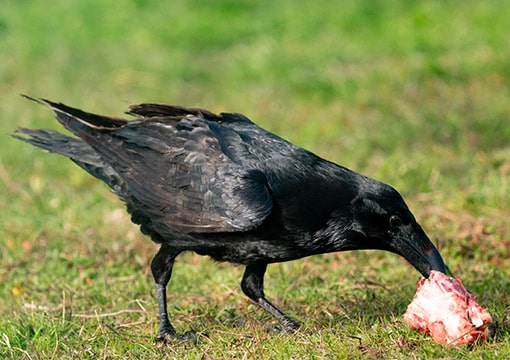 Crow Eating Meat