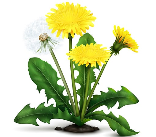 Are Dandelions Poisonous To Dogs Petblog Org