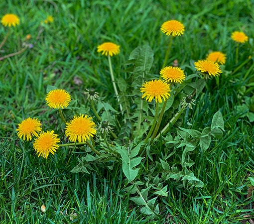 Dandelions In Lawn