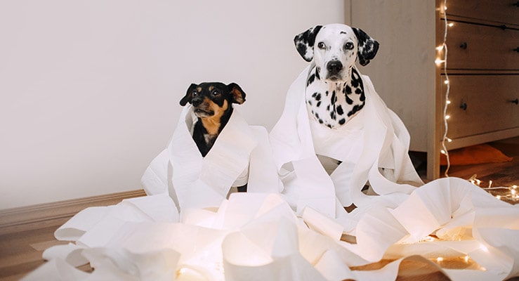 My Dog Ate Paper Towel - Should I Be Worried? - Pet Blog
