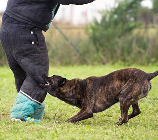 Dog Biting