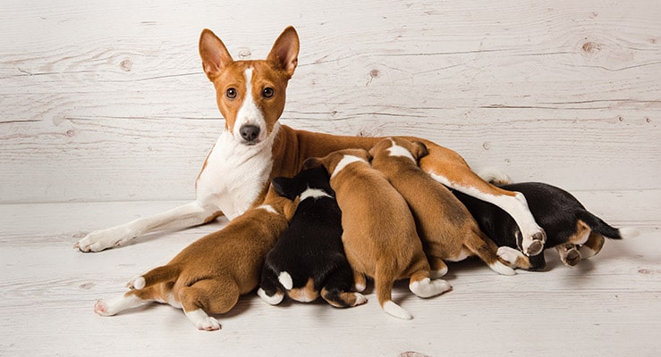 Dog Gestation Calculator PetBlog