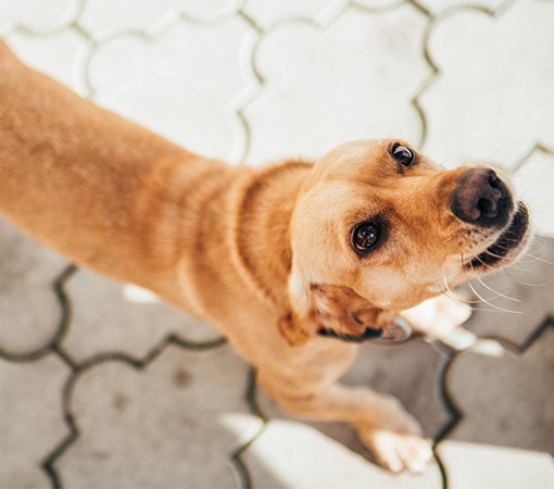 Dog With Glassy Eyes