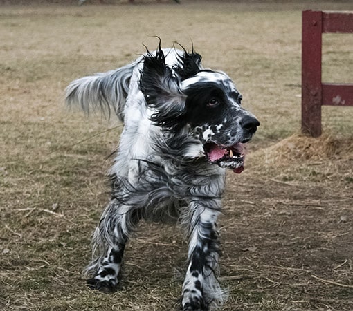 Dog Running Around