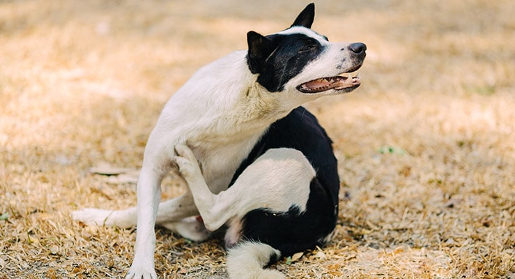 Dog Scratching Because Of Fleas