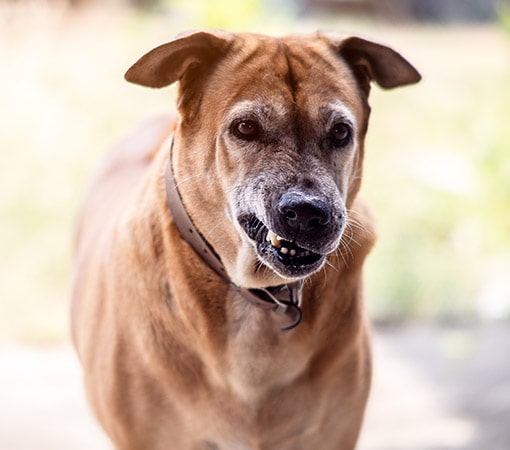 Dog With Tight Jaws