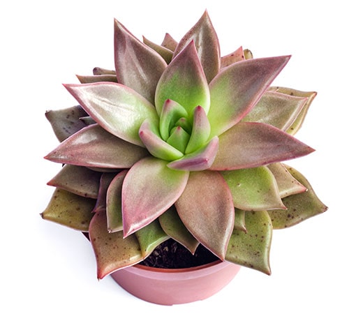 Echeveria