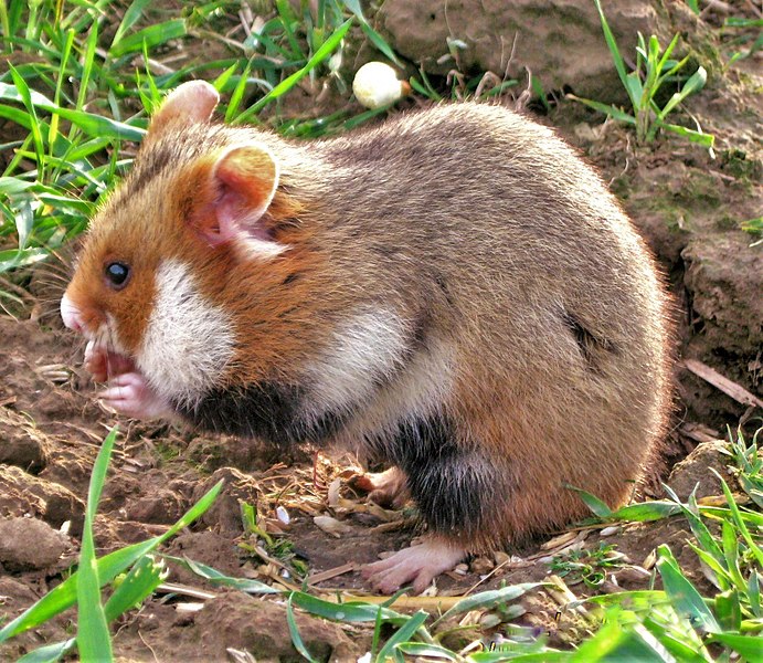 European Hamster Cricetus Cricetus